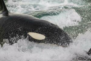 a large black and white whale in the water photo