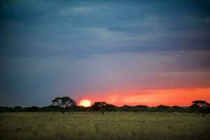 un puesta de sol terminado un campo con un pocos arboles foto