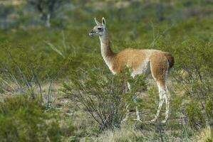 un llama es en pie en el cepillo foto