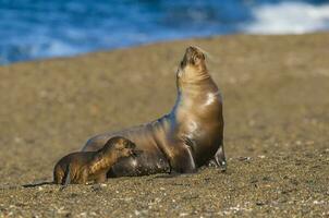 un mar león en un algas marinas foto