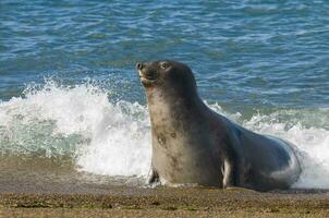 a seal is splashing in the ocean photo