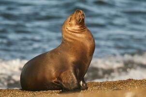 the sea lion is brown photo
