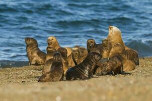 un grupo de mar leones foto