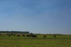 un manada de caballos en un campo foto