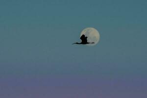 un pájaro volador en el cielo con un lleno Luna detrás eso foto