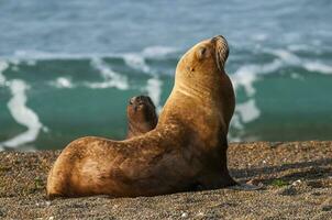 un mar león en el playa foto