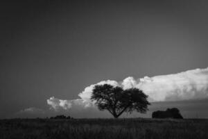 un negro y blanco foto de un árbol en un campo