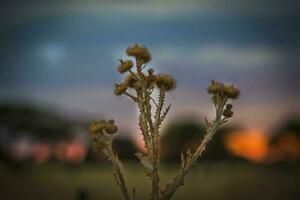 un planta con un puesta de sol en el antecedentes foto