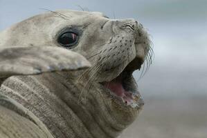 a group of sea lions photo