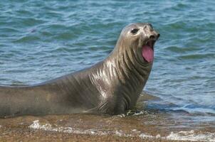 a seal is swimming in the ocean photo