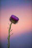 a single thistle flower is in front of a sunset photo