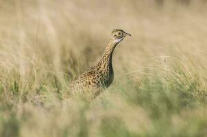 a bird standing in tall grass in a field photo