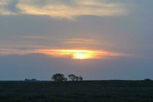 a lone tree stands in the middle of a field at sunset photo