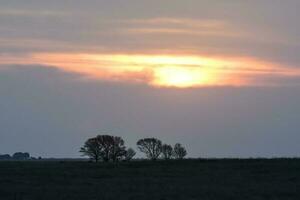 a lone tree stands in the middle of a field at sunset photo