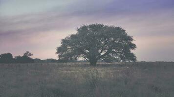 un grande árbol en un campo con un púrpura cielo foto