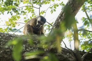 a monkey is standing on a tree branch photo