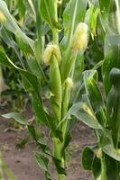 a close up of a corn plant with leaves photo