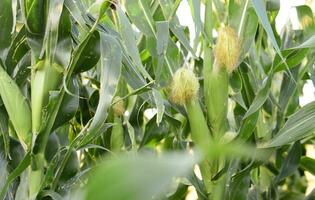 un cerca arriba de un maíz planta con hojas foto