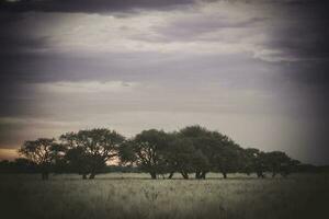 paisaje en las pampa, argentina foto