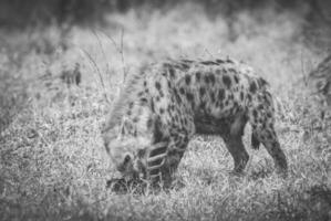 Hyaena eating an animal photo