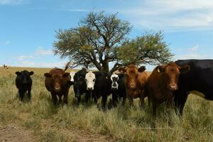 granja pasto con vacas foto