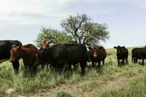 Farm pasture with cows photo