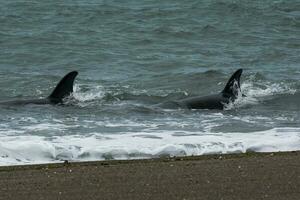 two killer whales in the ocean photo