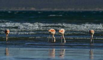 flamingos at the beach photo