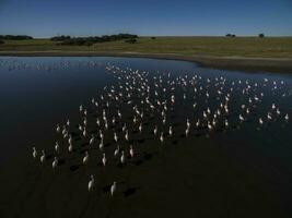 un rebaño de flamencos en un lago foto