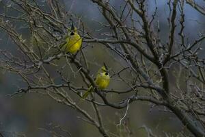 a yellow bird sitting on a branch in the trees photo