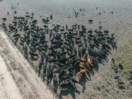 un aéreo ver de un manada de vacas foto