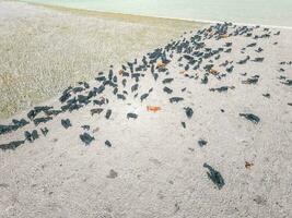 a flock of birds on a beach photo