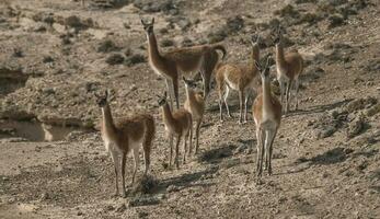 a group of animals standing on a rocky hill photo