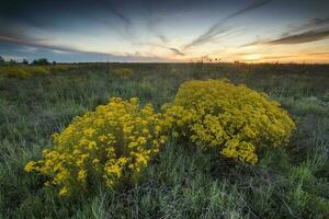 Argentinian vegetation Pampas view photo