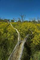 Argentinian vegetation Pampas view photo