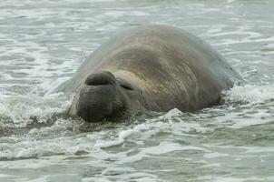 Elephant seal in Patagonia, Argentina photo