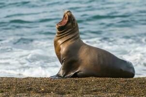 Seal in Patagonia photo