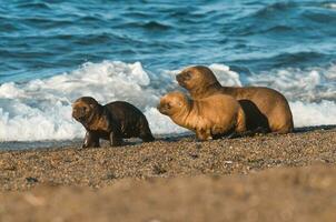 Sea lions portrait photo