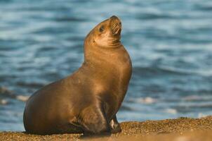 Seal in Patagonia photo