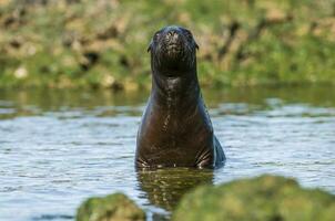 Sea lions portrait photo