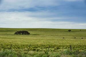 paisaje en las pampa, argentina foto