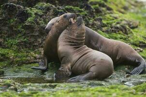 Sea lions portrait photo