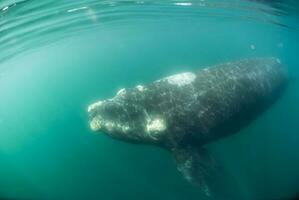 Elephant Seal in Chabut, Patagonia photo