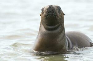 Sea lions portrait photo