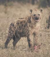 pequeño hiena en África foto