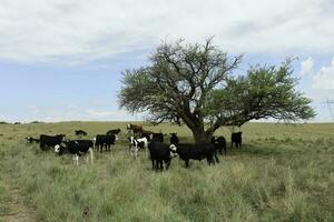 Bull breeding in the Argentine countryside photo