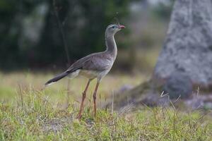 Bird from Pantanal, Brazil photo