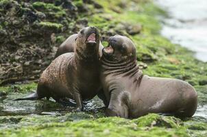 Seals in Patagonia photo