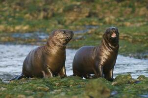 Seals in Patagonia photo