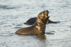 Seals in Patagonia photo